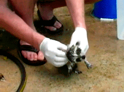 Мы в ответе за тех, кого приручили