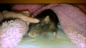 Мы в ответе за тех, кого приручили