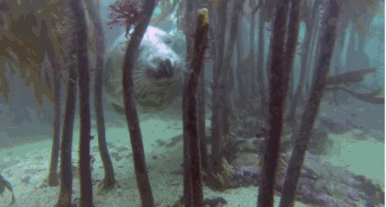 Мы в ответе за тех, кого приручили