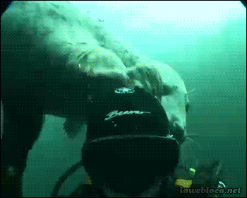 Мы в ответе за тех, кого приручили