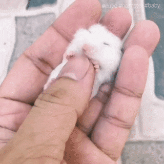 Мы в ответе за тех, кого приручили