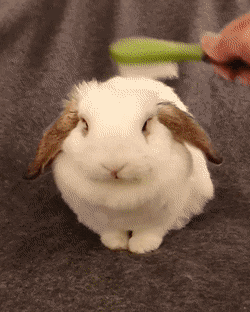 Мы в ответе за тех, кого приручили