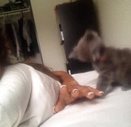 Кошачьи гифки