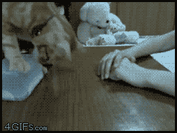 Кошачьи гифки