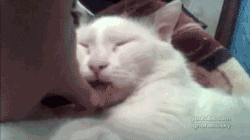 Кошачьи гифки