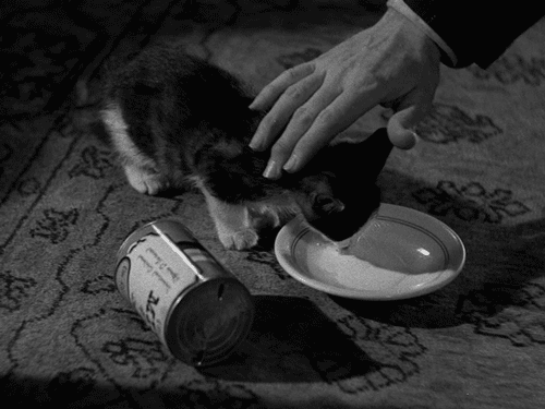 Кошачьи гифки