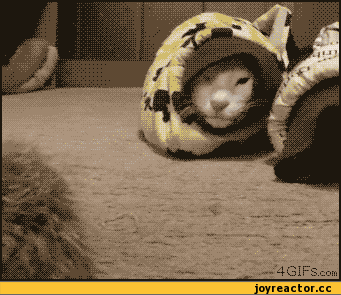 Кошачьи гифки