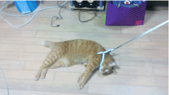 Кошачьи гифки