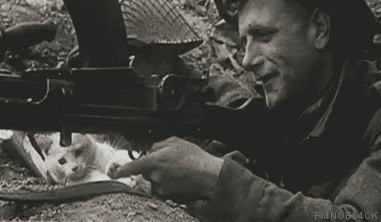 Кошачьи гифки