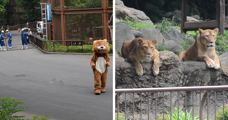 В зоопарке Тобе, префектура Эхиме, Япония, прошли учения на случай побега льва