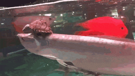 Намешалось Намешалось