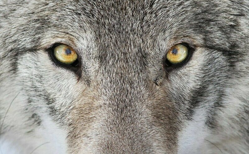 Волки - прекрасное творение природы