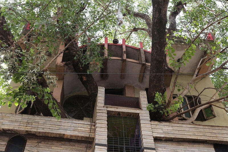 Семья построила дом вокруг 150-летнего дерева
