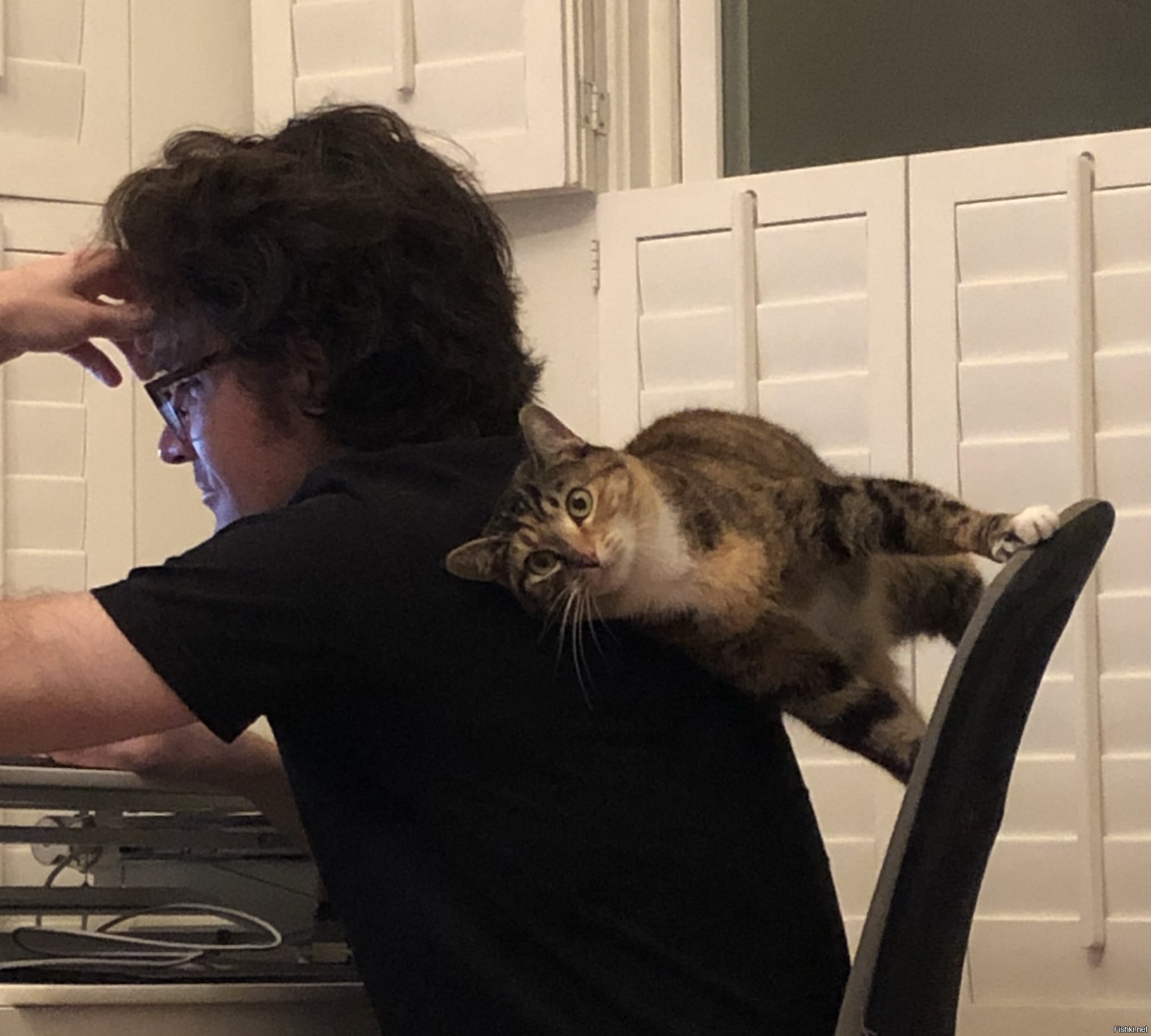 котокафе кемерово. тасиро храм кошек. кот с книгой. котики против. кот борис вискас.