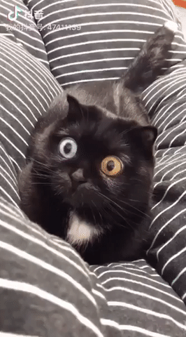 Эти глаза напротив