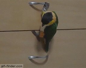 Гимнастика для попугайчика