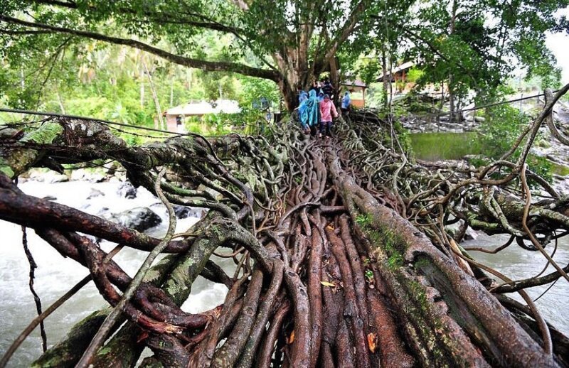 Мост из корней деревьев, Индонезия