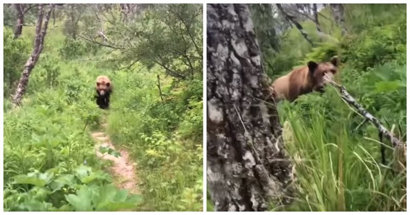 Внезапная встреча молодоженов с медведем гризли в лесу
