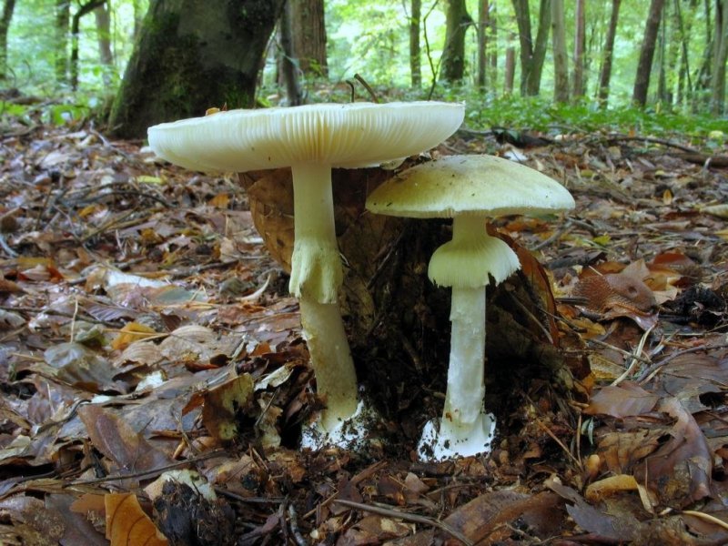 Ядовитые грибы, которые являются несъедобными