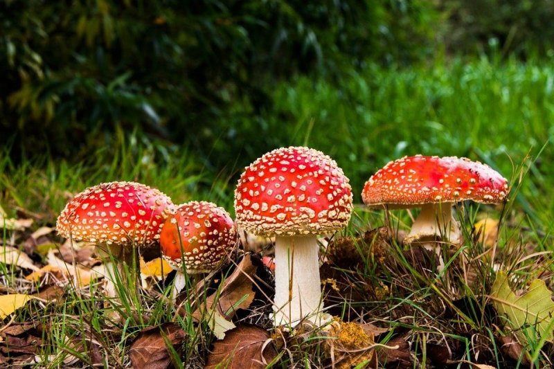 Съедобное или несъедобное: какие грибы и ягоды можно собирать в лесу без последствий