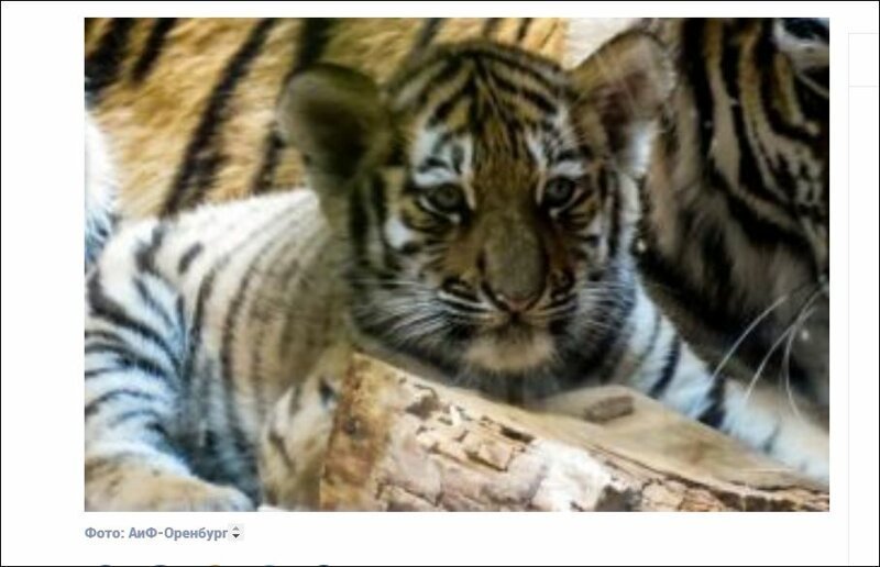В Бузулуке пострадавший при попытке кражи тигренок не встает на лапы