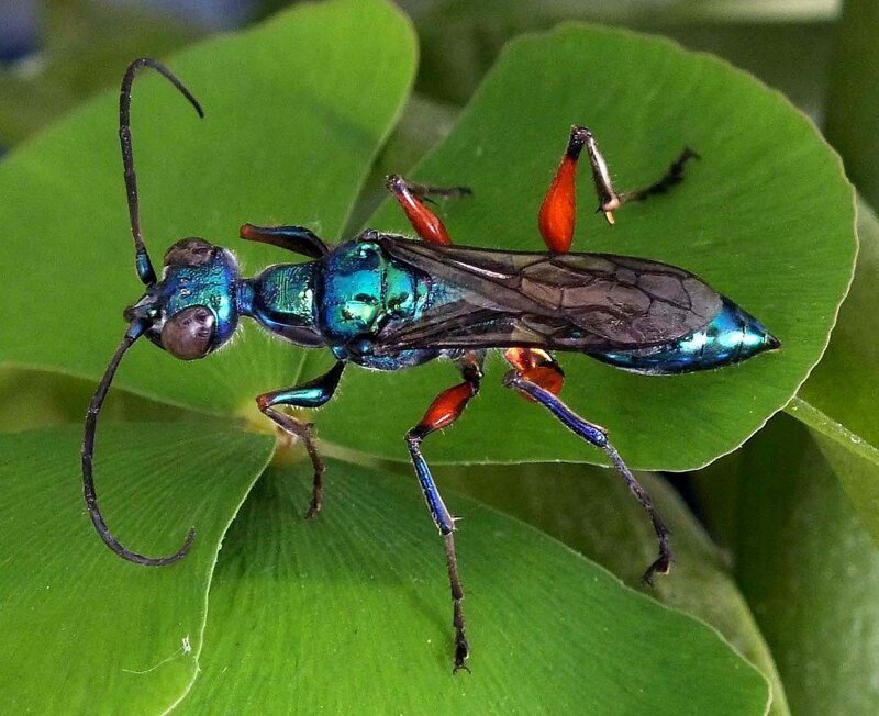 Тараканы используют «каратэ» против парализующего яда ос
