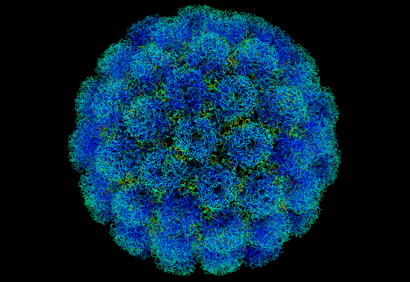 Вирус SV40 - миллионы людей были инфицированы вирусом SV40, так как в 1960-х годах он содержался в вакцине против вируса полиомиелита