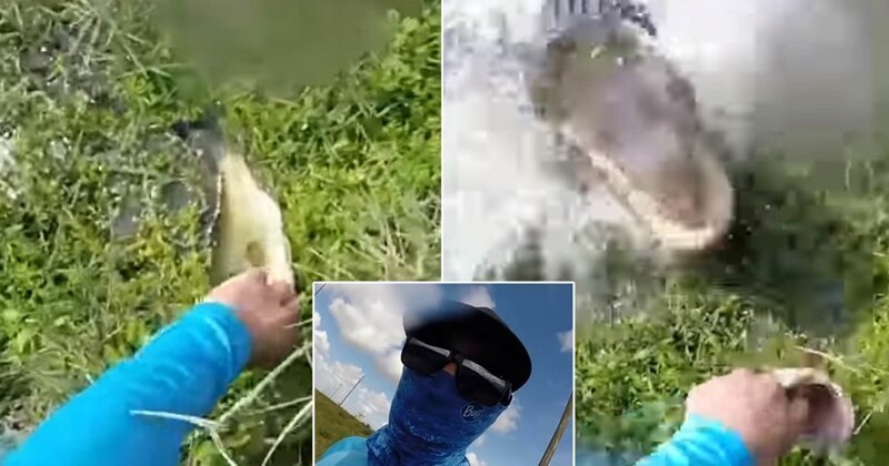 Флоридский рыбак чуть не стал добычей аллигатора