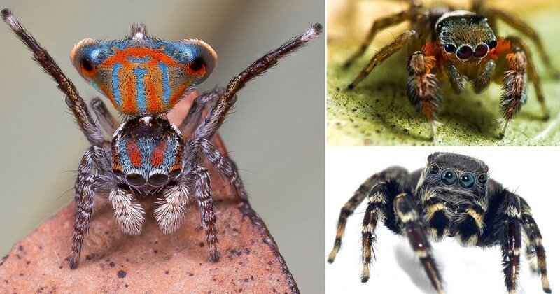 Арахнологи обнаружили в Австралии пять новых видов пауков-скакунов