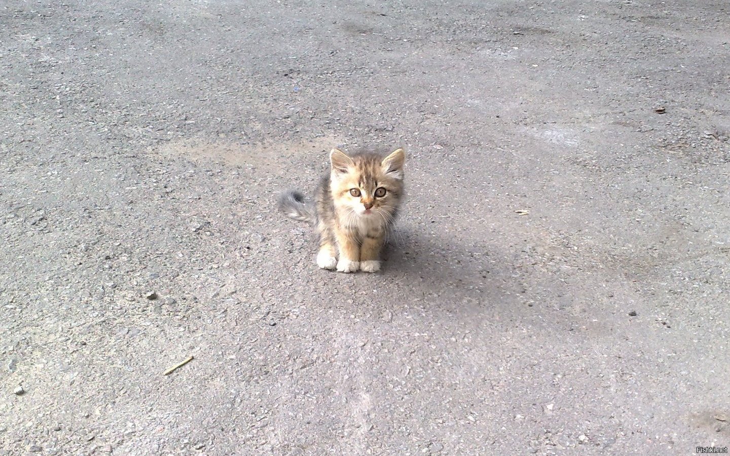 Жалкая кошка. Несчастный котенок. Котенок на улице. Брошенный котенок. Брошенные котята на улице.