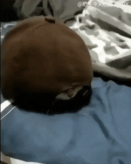 Кошачьи гифки