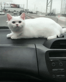 Кошачьи гифки