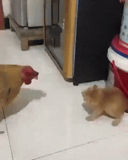 Кошачьи гифки