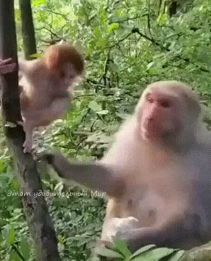 Любимая мамочка