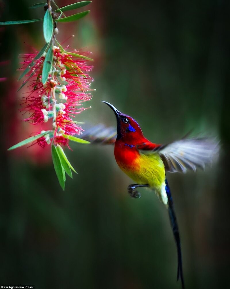 Фотография-победитель этого года - работа вьетнамского фотографа Le Van Vinh, парящая колибри