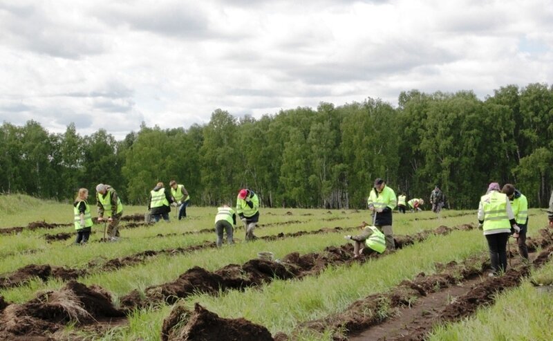 Более 15 миллионов саженцев высажено в Челябинской области в рамках нацпроекта «Экология»