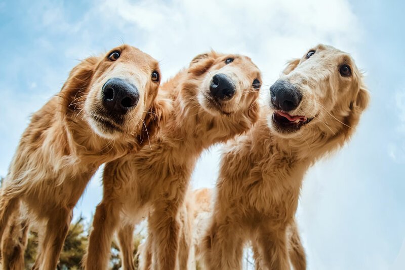"Любопытство", Тяньхан Чжан, Китай, 2-е место в категории "Спасенные собаки"