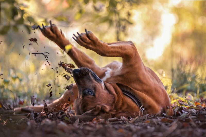 "Радость жизни", Ангела Блеваска, Германия, 3-е место в категории "Собаки за игрой" 