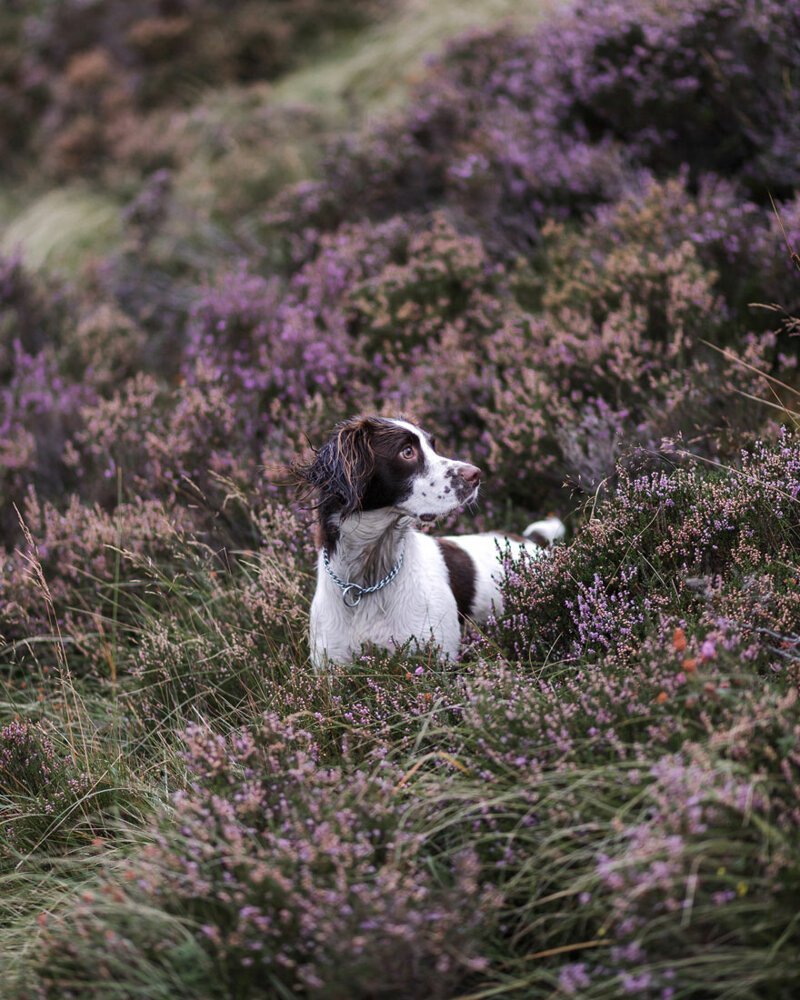 "Среди холмов и вереска", Кэти Биген, Великобритания, 2-е место в категории "Собаки на работе"