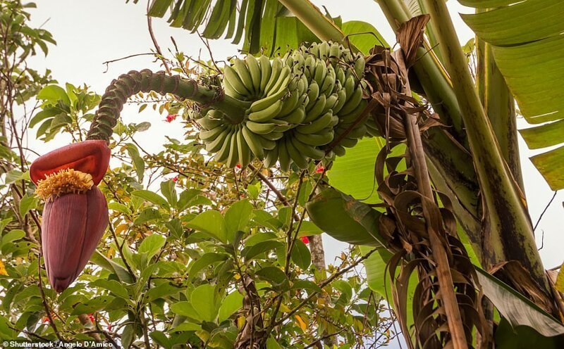 Цветок бананового дерева - тропики