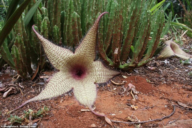 Стапелия грандифлора (кактус "морская звезда") - Южная Африка