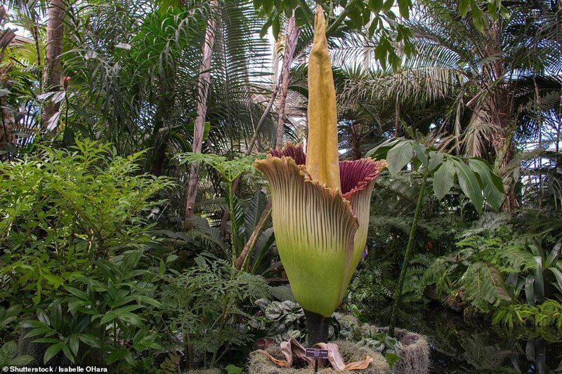 Аморфофаллус титанический (трупный цветок) - Индонезия