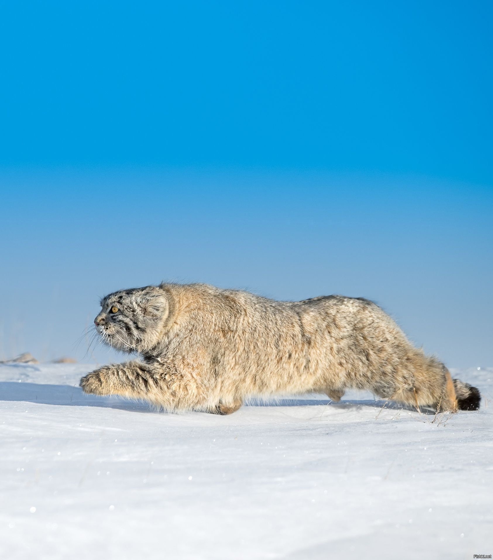 Кот манул. Кот манул. Даурский заповедник манул. Кот манул в забайкалье. Дикий лесной кот манул.
