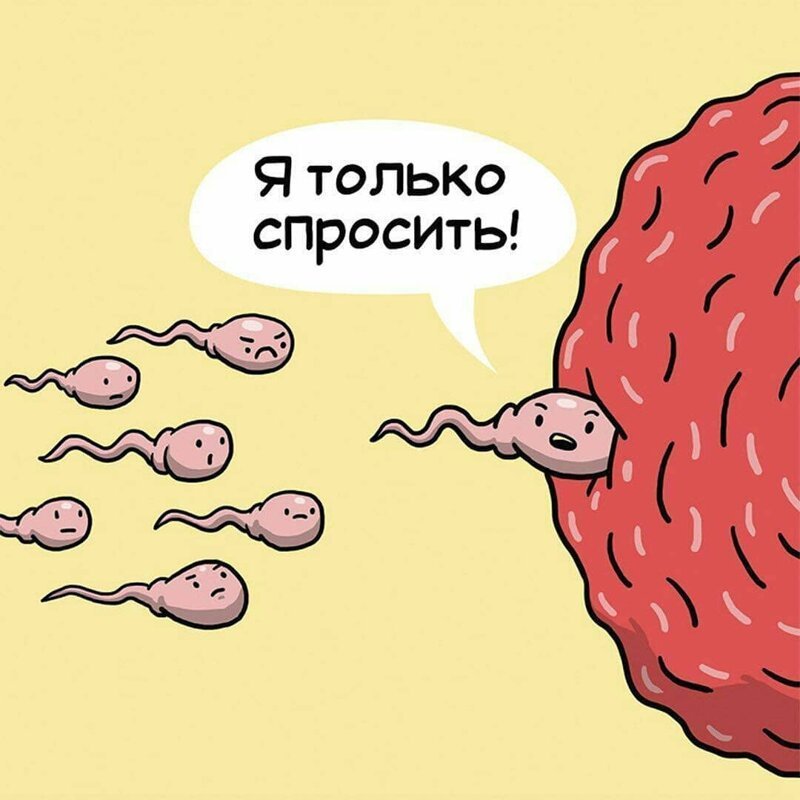 10. Сперматозоиды и матка