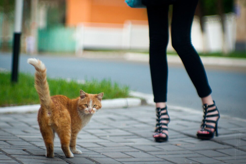 Включи кот стоп. Кот идет. Кошка на улице. Рыжий кот идет. Ноги кота.