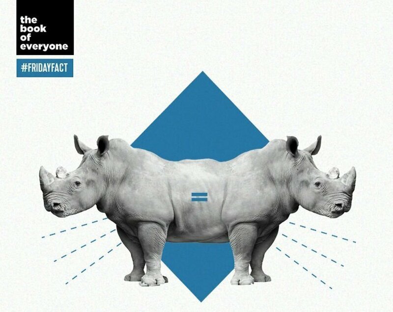Белые и черные носороги на самом деле одного цвета