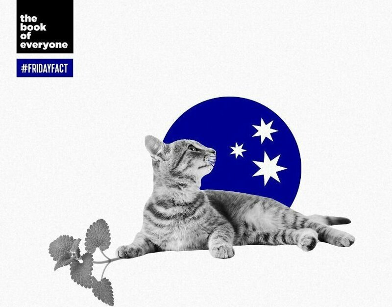 На большинство австралийских кошек не действует кошачья мята