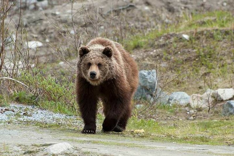 Биологи назвали основную причину, по которой медведи нападают на людей