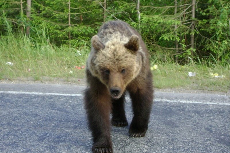 Биологи назвали основную причину, по которой медведи нападают на людей