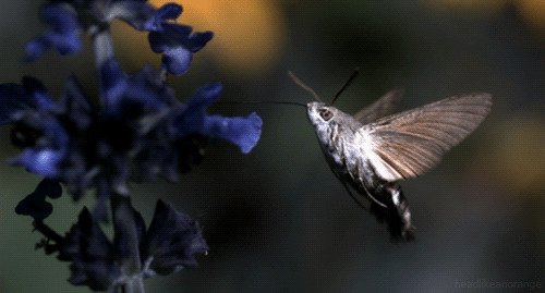 А что, если мы скажем вам, что это не птица, а бабочка из семейства бражников?